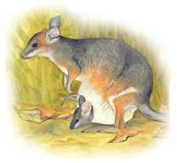 Red legged pademelon - Thylogale stigmatica