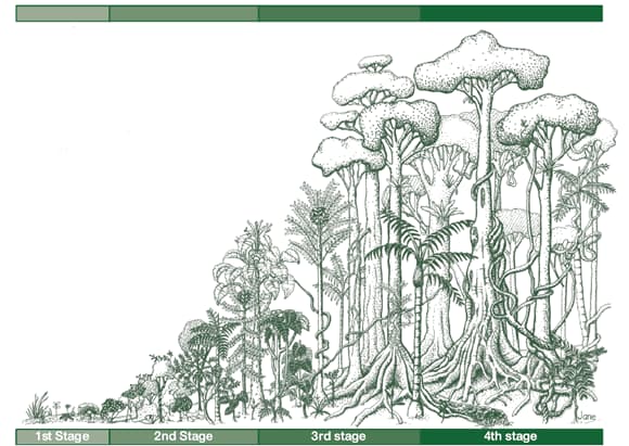 Images Of Plants In The Rainforest. Rainforest Regeneration