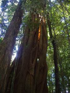Strangler Fig at Mary Cairncross Scenic Reserve
